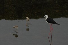 7/10　セイタカシギ