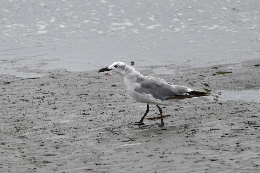 8/14 ワライカモメ？