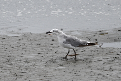 8/14 ワライカモメ？