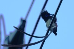 7/23 サンコウチョウ