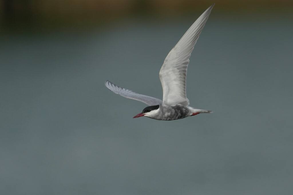 6/23 クロハラアジサシ