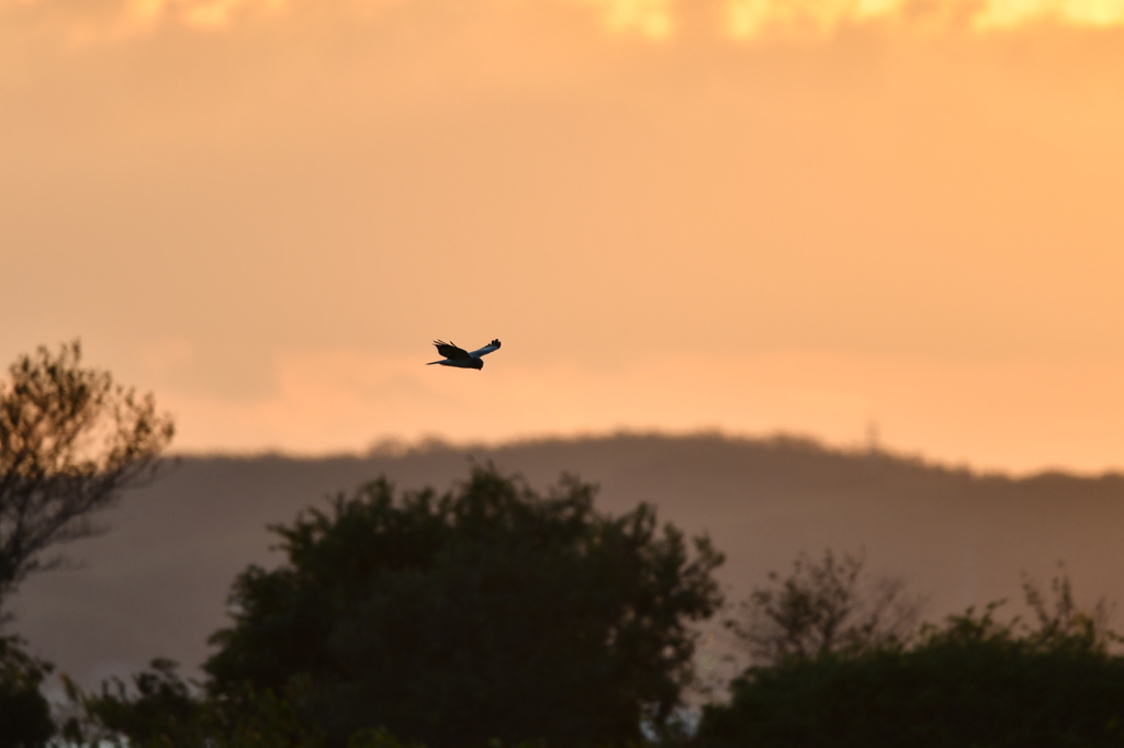 10/22　ハイイロチュウヒ