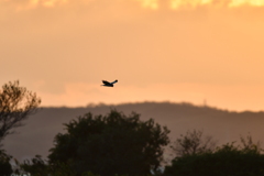 10/22　ハイイロチュウヒ