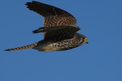 11/29 チョウゲンボウ