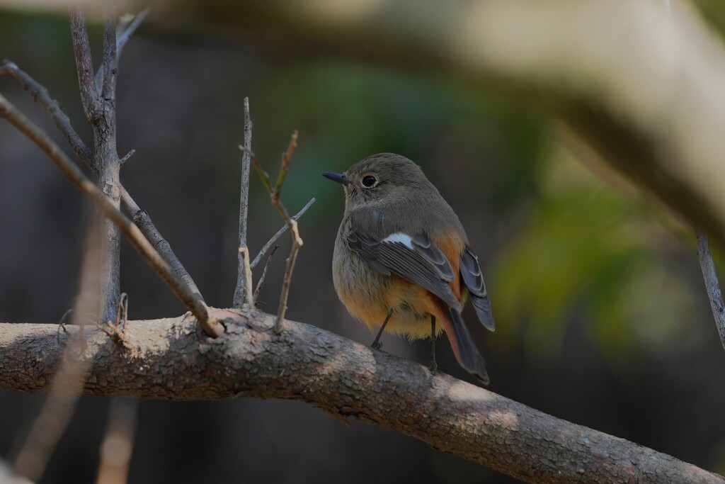 3/9 ジョウビタキ