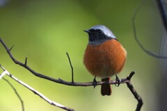 1/20 ジョウビタキ