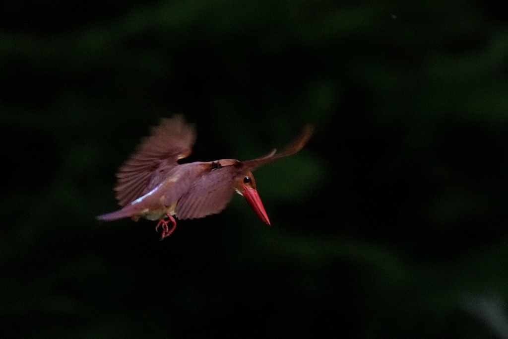 6/10 アカショウビン