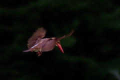 6/10 アカショウビン