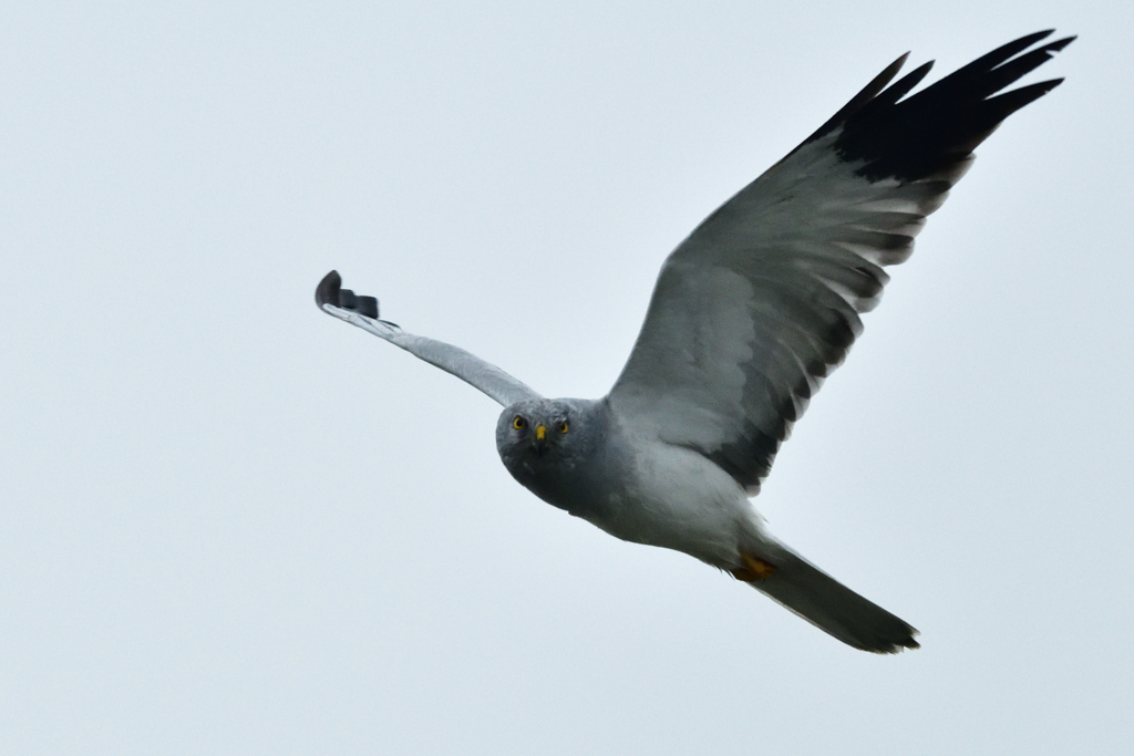 10/21 ハイイロチュウヒ