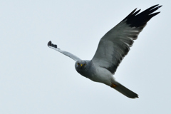 10/21 ハイイロチュウヒ