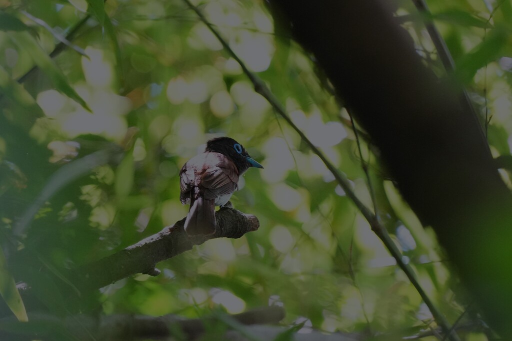 7/2　サンコウチョウ
