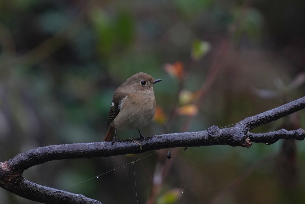 12/21 ジョウビタキ