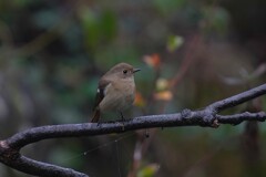 12/21 ジョウビタキ