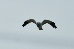 10/21　ハイイロチュウヒ