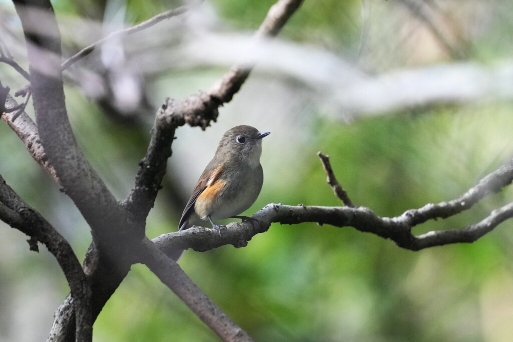 11/16 ルリビタキ