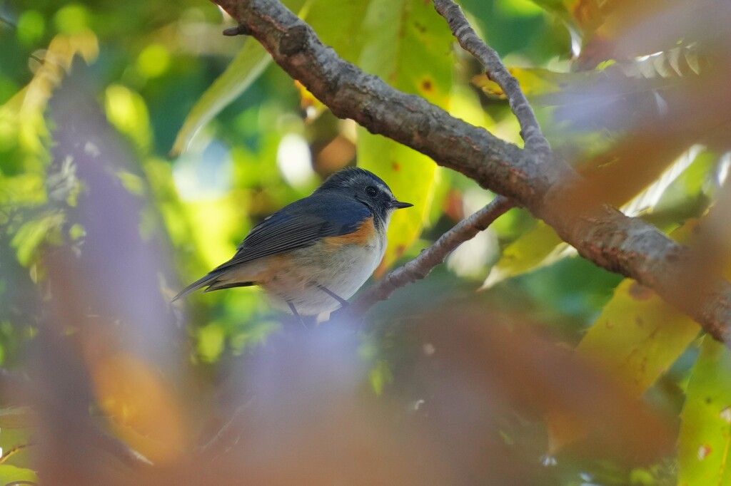 11/23 ルリビタキ