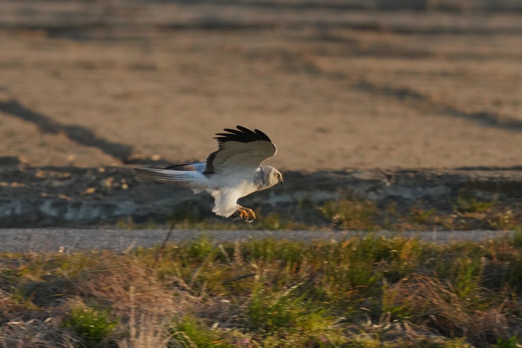 3/22 ハイイロチュウヒ
