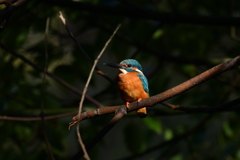 カワセミ