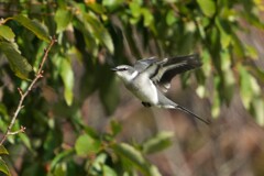 11/24 リュウキュウサンショウクイ