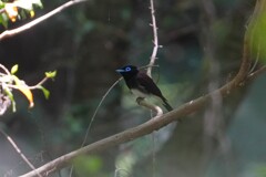 5/8 サンコウチョウ