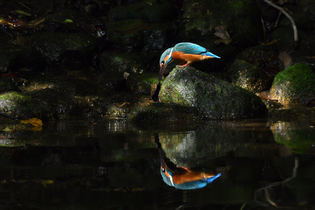 10/22　カワセミ