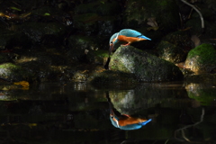 10/22　カワセミ