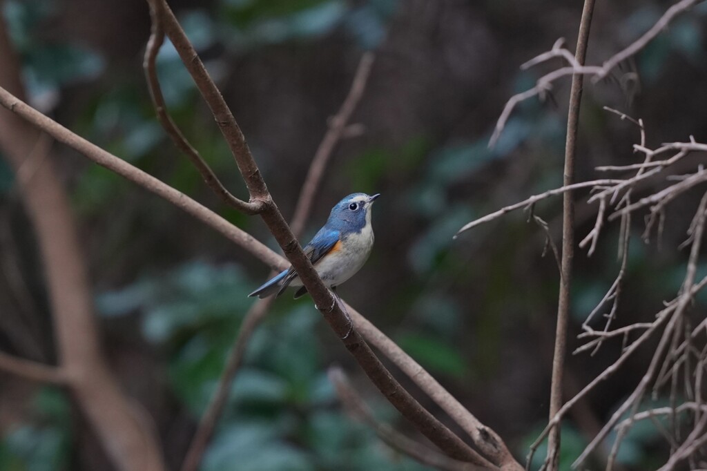 1/11 ルリビタキ