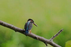 9/19 カワセミ