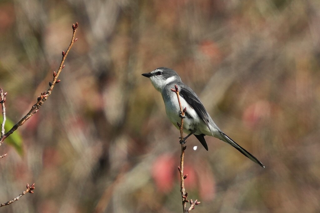 11/24 リュウキュウサンショウクイ