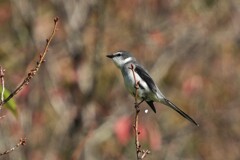 11/24 リュウキュウサンショウクイ