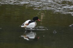 12/13 ツクシガモ