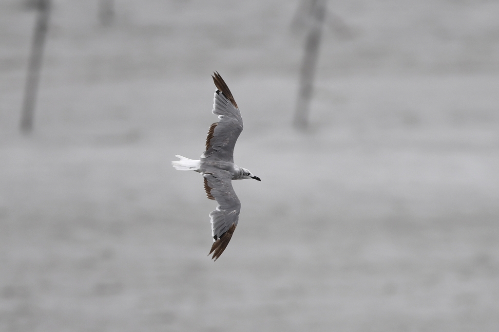 8/14 ワライカモメ？