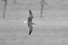 8/14 ワライカモメ？