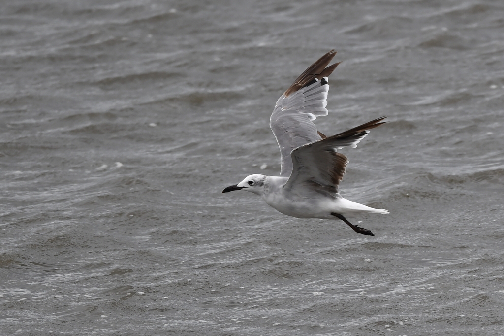 8/14 ワライカモメ ？