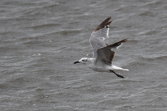 8/14 ワライカモメ ？