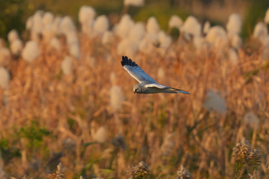11/30 ハイイロチュウヒ