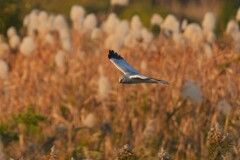 11/30 ハイイロチュウヒ