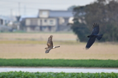 ハイイロチュウヒ　メス