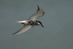 6/23 クロハラアジサシ 6/23 クロハラアジサシ