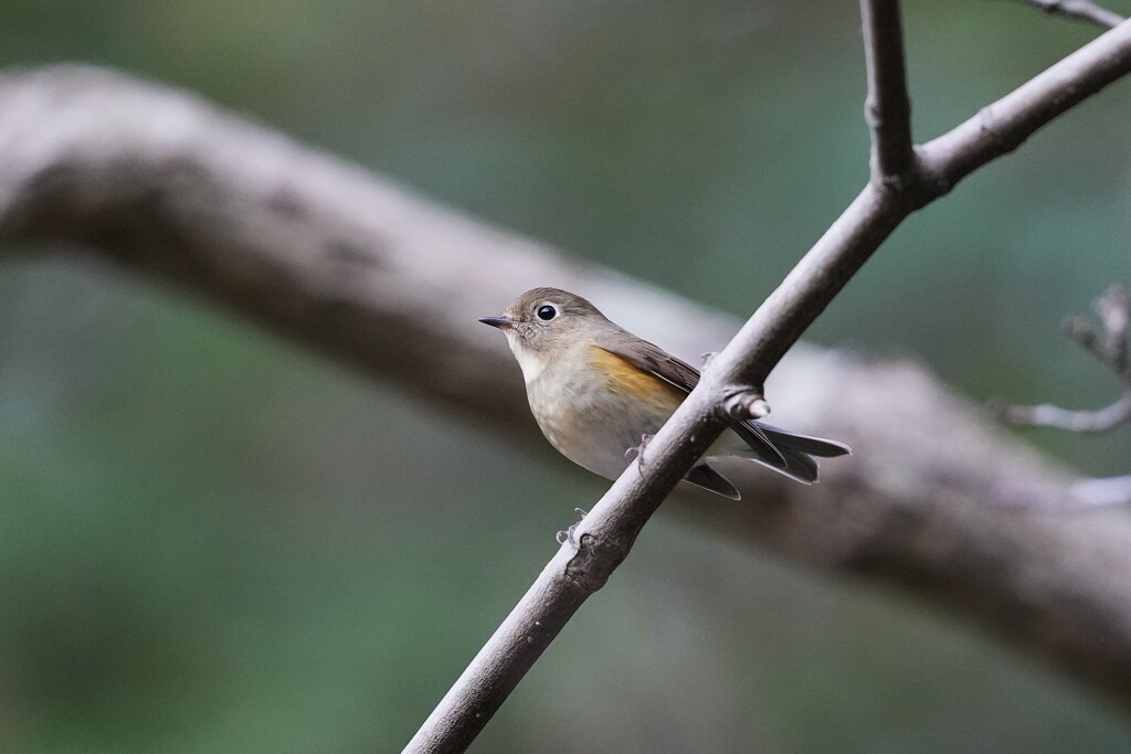 1/11 ルリビタキ