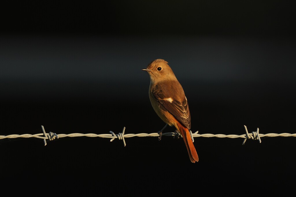 10/19　ジョウビタキ