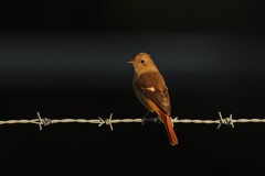 10/19　ジョウビタキ