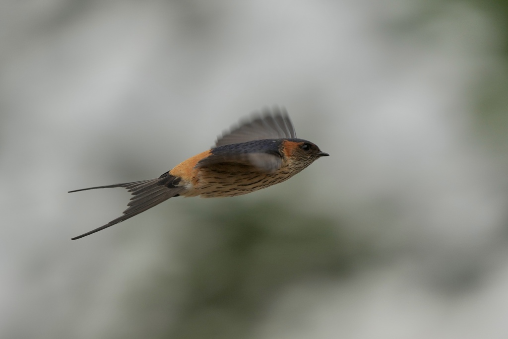 6/13 コシアカツバメ