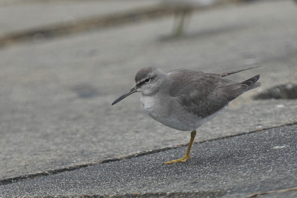 10/10　キアシシギ