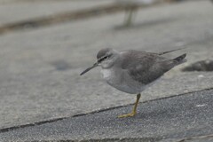 10/10　キアシシギ