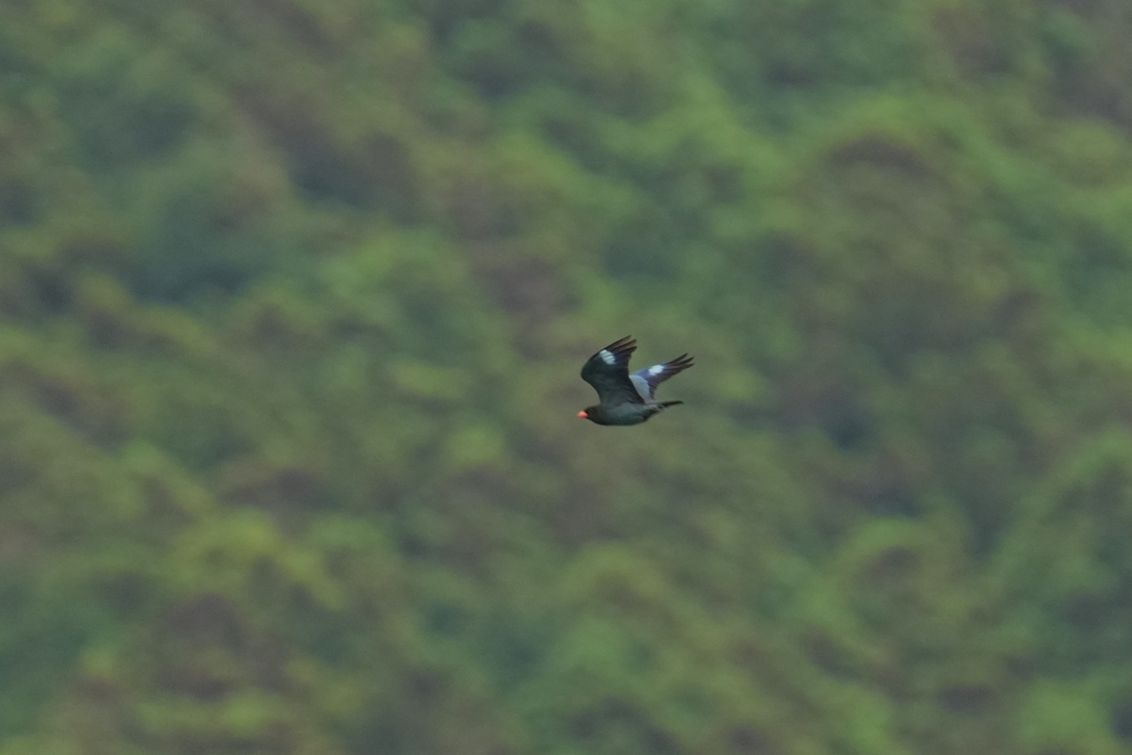 6/4　ブッポウソウ