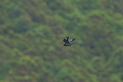 6/4　ブッポウソウ