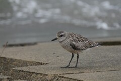 10/10　ダイゼン