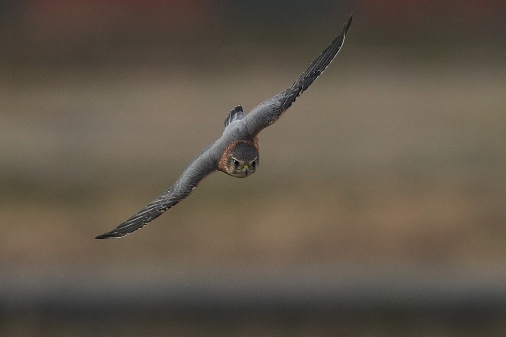 1/2 コチョウゲンボウ