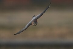 1/2 コチョウゲンボウ